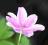 Anemone nemorosa Rosea, Zawilec gajowy