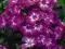 Phlox paniculata Purple Kiss, Flox wiechowaty