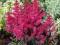 Astilbe Moulin Rouge, Tawułka - sztywno listna