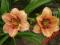 LILIOWIEC, HEMEROCALLIS BRODWAY GAL  miniatura