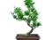 Lagerstremia indyjska - bonsai indoor