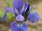 Irys syberyjski - 3 sadzonki