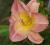 Liliowiec łososiowy - hemerocallis