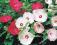 DUŻE KWIATY__Hibiscus bylinowy GALAXY MIX_Promocja