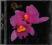 Opeth - Orchid / PROMOCJA / FOLIA