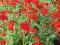 ++.KRWISTO CZERWONA FIRLETKA ++Sadzonki