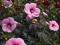 nowość Hibiscus bylinowy SUMMER STORM czekoladowy!