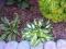 hosta funkia miniaturowa