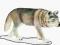 Figurka F7026 Wilk szary polujący Animal Planet