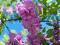 AKACJA ROBINIA - RÓŻOWE KWIATY- 10 szt !!!!