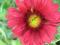 Gailardia BURGUNDER o czerwonych kwiatach