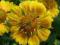 Gailardia o POMARAŃCZOWO-ŻÓŁTYCH kwiatach