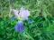 Iris, Irys biało - fioletowy