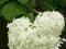 hortensja drzewiasta