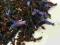 Herbata czarna Earl Grey Blue 50g
