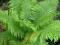 PAPROĆ OGRODOWA