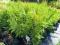 THUJA 