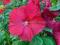 Hibiskus bylinowy ____ Nippon Red ________sadzonki