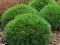 Pinus mugo 'Varella' - Sosna gorska GĘSTA KULA !!!