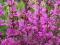 KRWAWNICA BORDOWA -olbrzymie kwitnące sadzonki