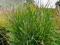 trawa ozdobna Panicum Kupferhirse-promocja14dni