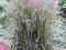 TRAWA OZDOBNA Calamagrostis acutiflora Overdam -