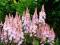 Najładniejsza Tiarella PINK SKYROCKET