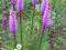 LIATRA KŁOSOWA wieloletnia, mrozoodporna