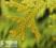 Żywotnikowiec japoński 'Aurea' złote rogi łosia