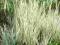 Holcus mollis śliczna biała trawka