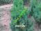 Juniperus chinensis 'Stricta' 35CM WYSYŁKA GRATIS!