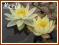 Lilia wodna 'Pygmaea Helvola' (Nymphaea)  __ p11