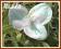 Trzykrotka 'Innocence' (Tradescantia) C2
