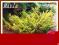 Jałowiec chiński Plumosa aurea (Juniperus) p11