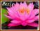 Lilia wodna 'Mayla' (Nymphaea)  __ p11