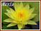 Lilia wodna 'Joey Tomocik' (Nymphaea)  __ p11