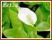 Czermień błotna (Calla palustris)  p9