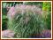 Miskant chiński 'Flamingo' (Miscanthus sin.)  p9