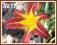 Liliowiec 'Autumn Red' (Hemerocallis) C2