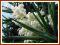 Juka Karolińska (Yucca filamentosa)  C2