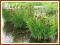 Sit mieczolistny  (Juncus ensifolius) p9