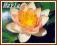 Lilia wodna 'Aurora' (Nymphaea)  __ p11