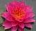 Lilia wodna 'Celebration' (Nymphaea)  __ p11