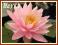 Lilia wodna 'Sunny Pink' (Nymphaea)  __ p11