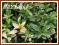 Mięta zielona Variegata (Mentha spicata)  p9