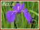 Kosaciec gładki (Iris laevigata)  p9