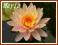 Lilia wodna 'Georgia Peach' (Nymphaea)  __ p11