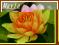Lilia wodna 'Fabiola' (Nymphaea)  __ p11