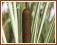 Pałka szerokolistna 'variegata' (Typha) p11