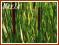 pałka wąskolistna 'Zebratails'  (Typha) p11